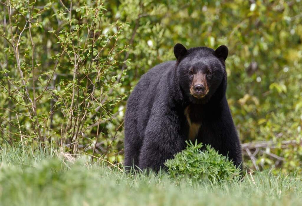 Bear euthanized after ripping into family's tent in the Smokies